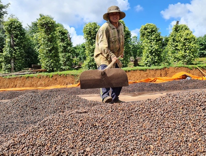 Coffee harvesting season in Central Highlands region - 9