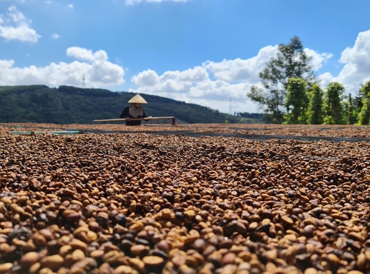 Coffee harvesting season in Central Highlands region - 10