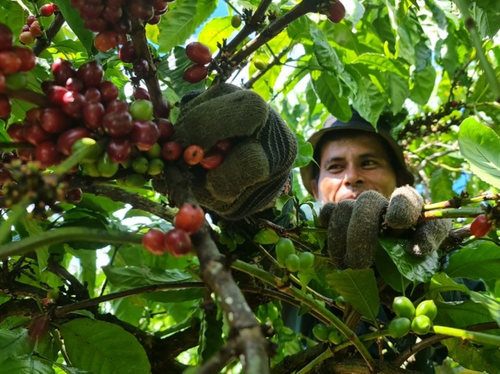 Coffee harvesting season in Central Highlands region - 1