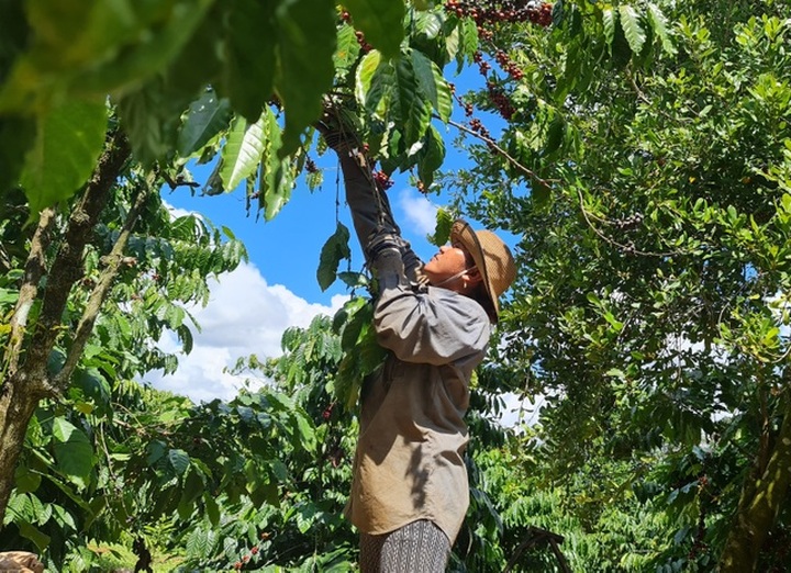 Coffee harvesting season in Central Highlands region - 4