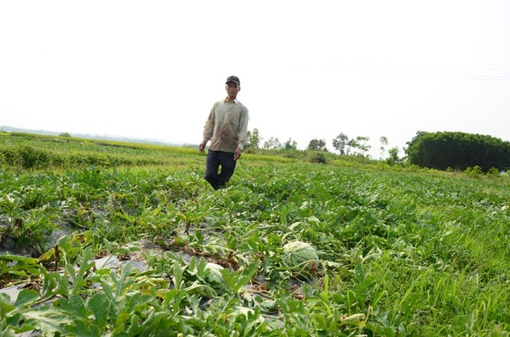 Quang Ngai watermelon growers hit hard by Covid-19 - 4
