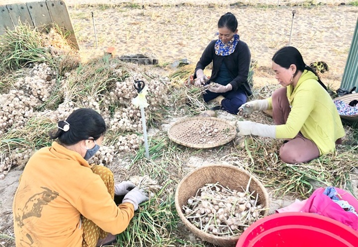 Garlic harvest in Ly Son - 5