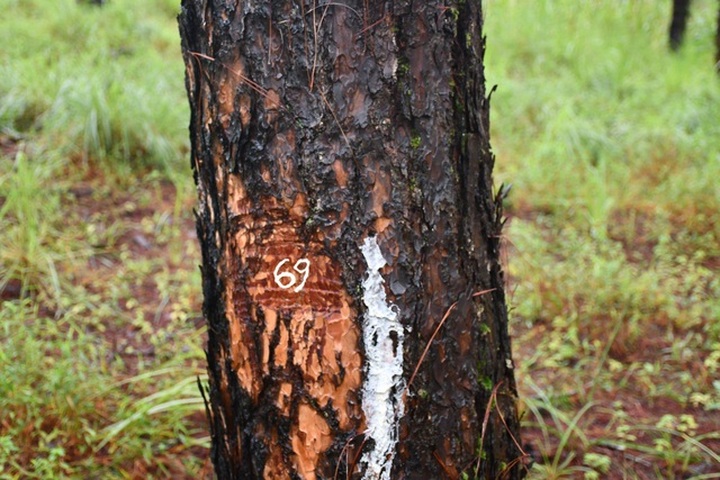 PM orders investigation into Dak Nong forest destruction - 1 PM orders investigation into Dak Nong forest destruction - 1