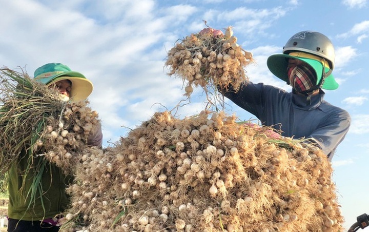 Garlic harvest in Ly Son - 6