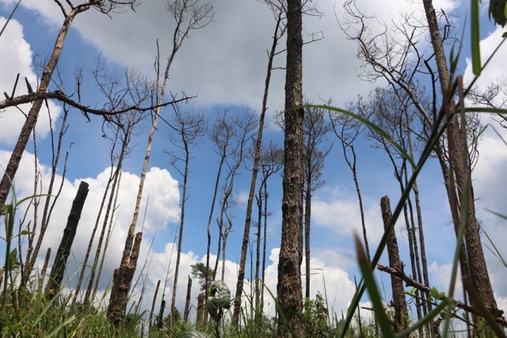 Pine forest poisoned in Central Highlands region - 4 Pine forest poisoned in Central Highlands region - 4