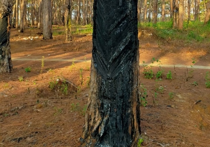 Hundreds of pine trees poisoned in Dak Nong - 3