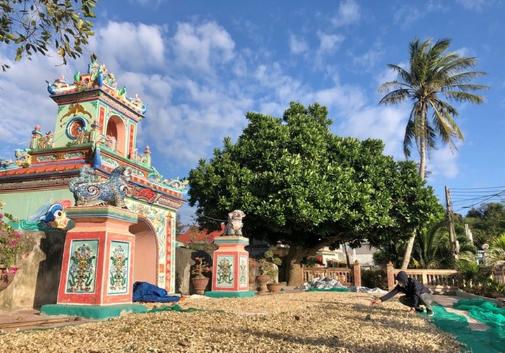 Garlic harvest in Ly Son - 7