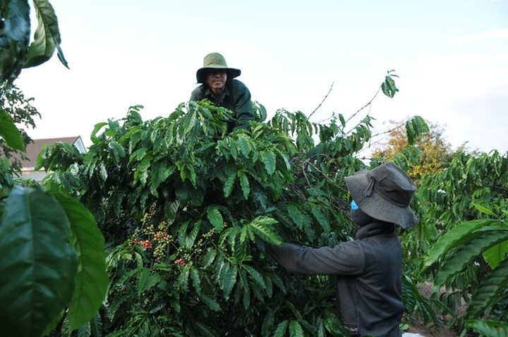 Coffee harvesting season in Central Highlands region - 8