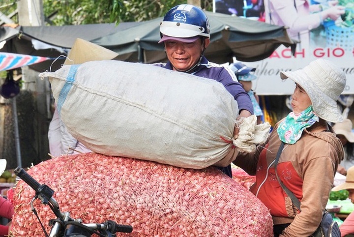 Garlic harvest in Ly Son - 8