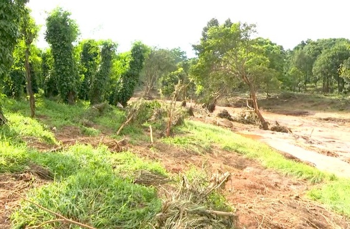 Gia Lai hydroelectric dam breaks, damaging crops - 3 Gia Lai hydroelectric dam breaks, damaging crops - 3