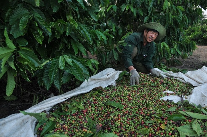 Coffee harvesting season in Central Highlands region - 7