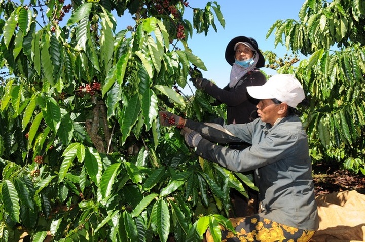 Coffee harvesting season in Central Highlands region - 2