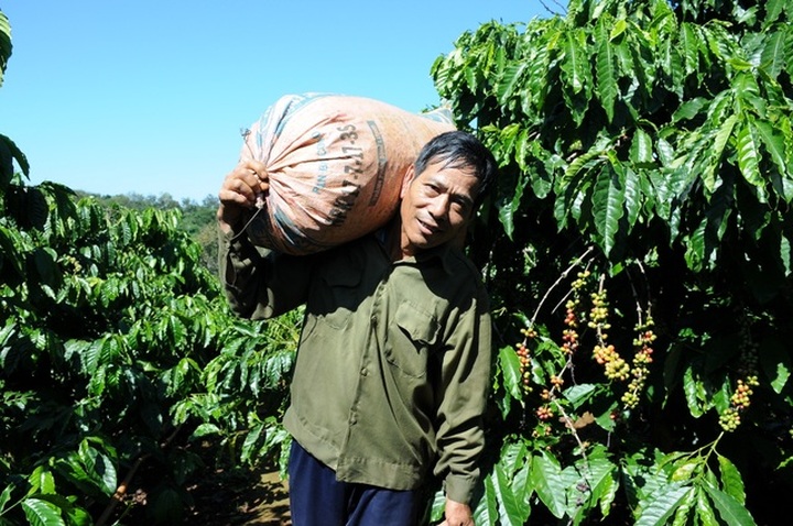 Coffee harvesting season in Central Highlands region - 3