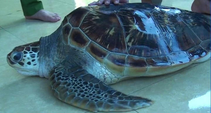 Rare turtle released into sea in Nghe An - 1 Rare turtle released into sea in Nghe An - 1