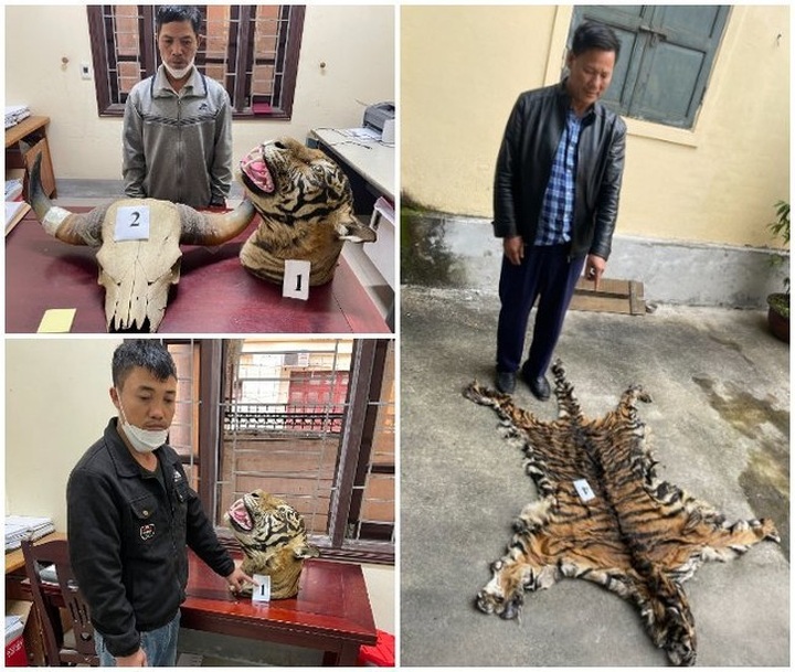 Three prosecuted for trading tiger skin - 1