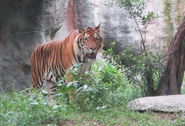 Experts point to tiger keeping failings - 1