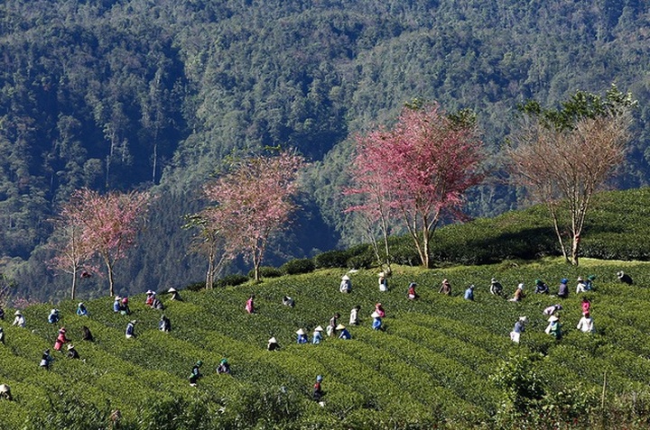 Stunning cherry blossoms in Sapa - 4