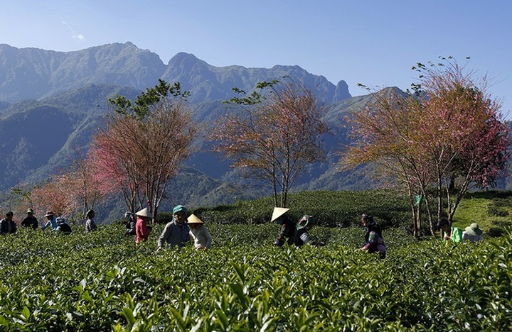 Stunning cherry blossoms in Sapa - 3