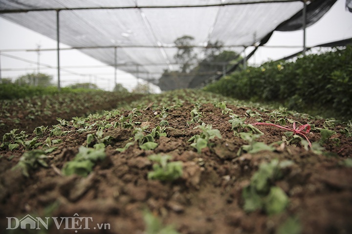 Hanoi flower growers hard hit by Covid-19 - 9 Hanoi flower growers hard hit by Covid-19 - 9