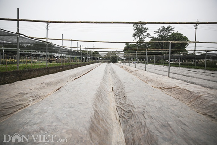 Hanoi flower growers hard hit by Covid-19 - 7 Hanoi flower growers hard hit by Covid-19 - 7