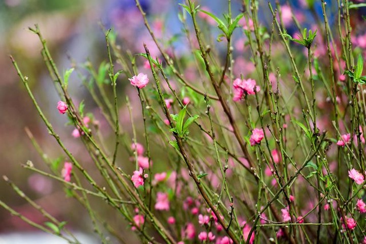 Peach blossoms on Hanoi streets signals Tet - 2 Peach blossoms on Hanoi streets signals Tet - 2
