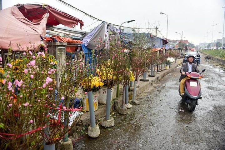 Peach blossoms on Hanoi streets signals Tet - 5 Peach blossoms on Hanoi streets signals Tet - 5