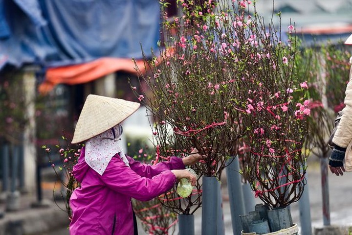 Peach blossoms on Hanoi streets signals Tet - 3 Peach blossoms on Hanoi streets signals Tet - 3