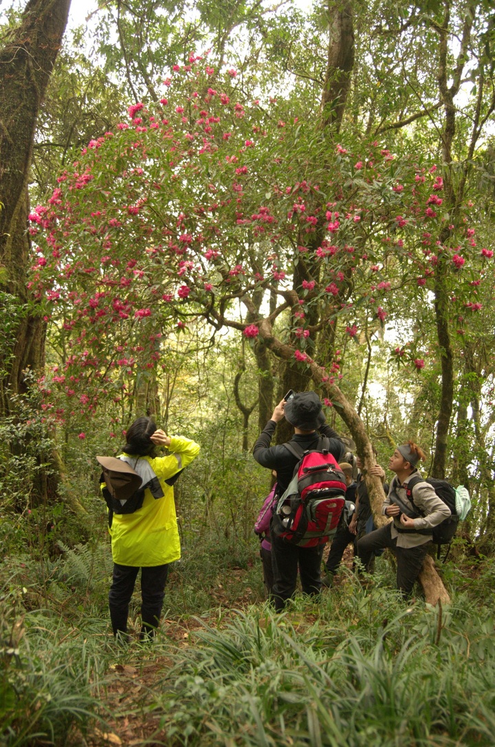 Mountain azalea bloom in Lai Chau - 6 Mountain azalea bloom in Lai Chau - 6