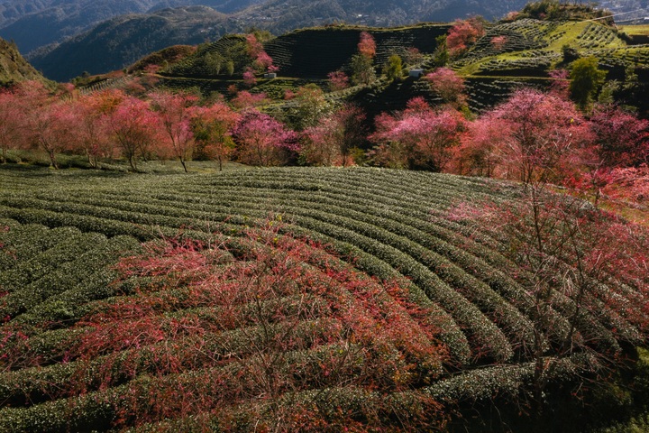 Cherry blossoms attract tourists to Sapa - 1