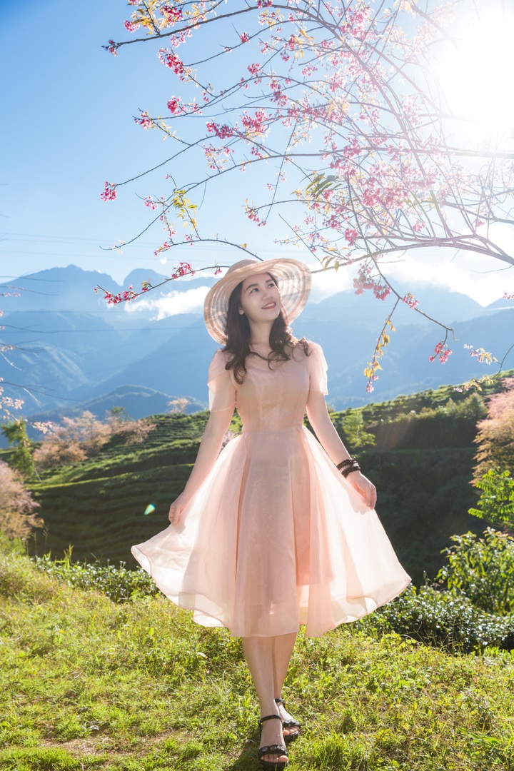 Cherry blossoms attract tourists to Sapa - 3