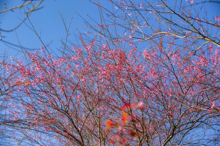 Cherry blossoms attract tourists to Sapa - 6