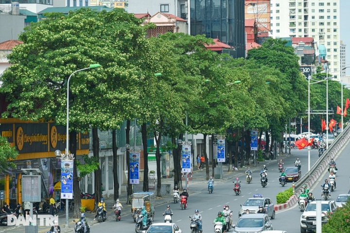 Hanoi to relocate 80 milk flower trees - 1