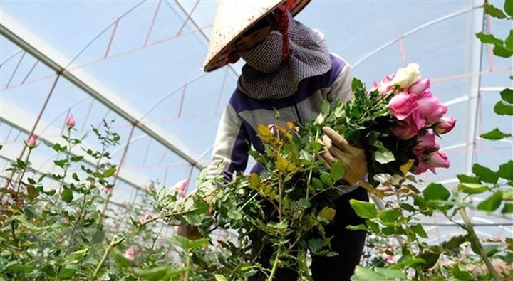 Dalat to supply nearly 200 million flower branches on Tet - 1