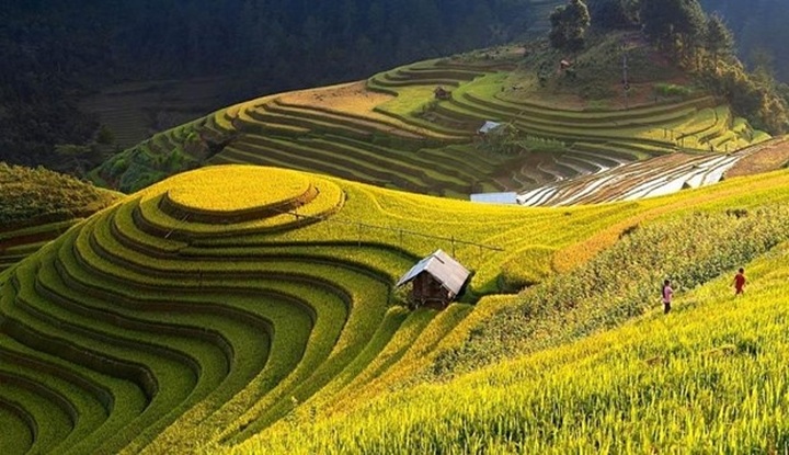 Ha Giang promotes beauty of Hoang Su Phi terraced fields online - 1 Ha Giang promotes beauty of Hoang Su Phi terraced fields online - 1