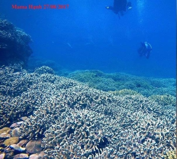 Coral reefs die en masse in Nha Trang - 3 Coral reefs die en masse in Nha Trang - 3