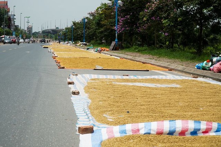 Hanoi farmers dry rice on streets - 3