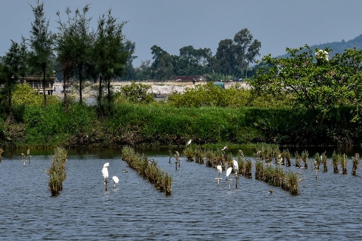 Bird hunting season in Thanh Hoa - 1 Bird hunting season in Thanh Hoa - 1