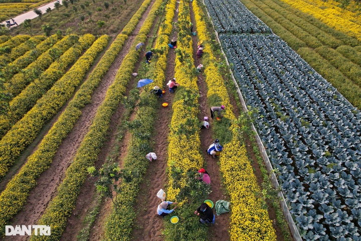 Blooming daisy season on Hung Yen - 6 Blooming daisy season on Hung Yen - 6
