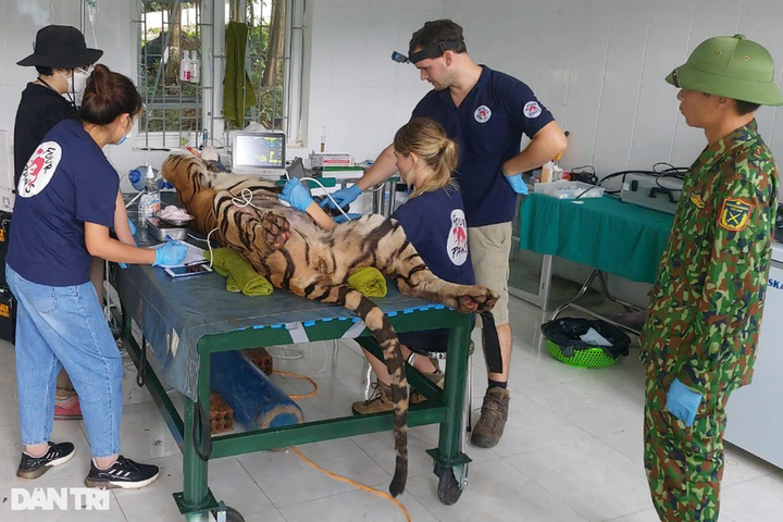 New home for seven tigers at Phong Nha-Ke Bang National Park - 2