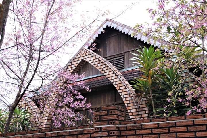Cherry blossom season in Mang Den - 6
