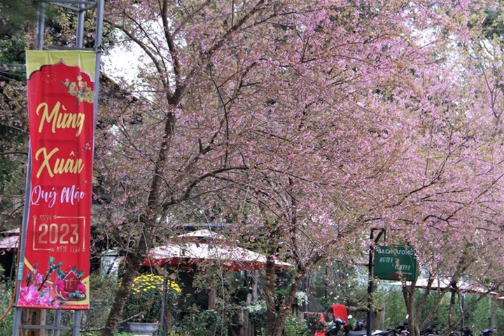 Cherry blossom season in Mang Den - 2