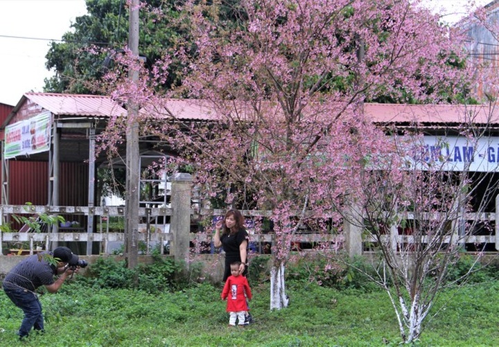 Cherry blossom season in Mang Den - 7