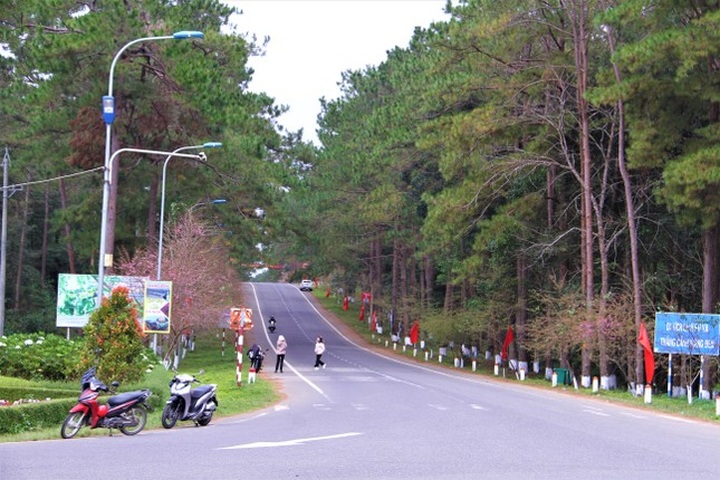 Cherry blossom season in Mang Den - 1