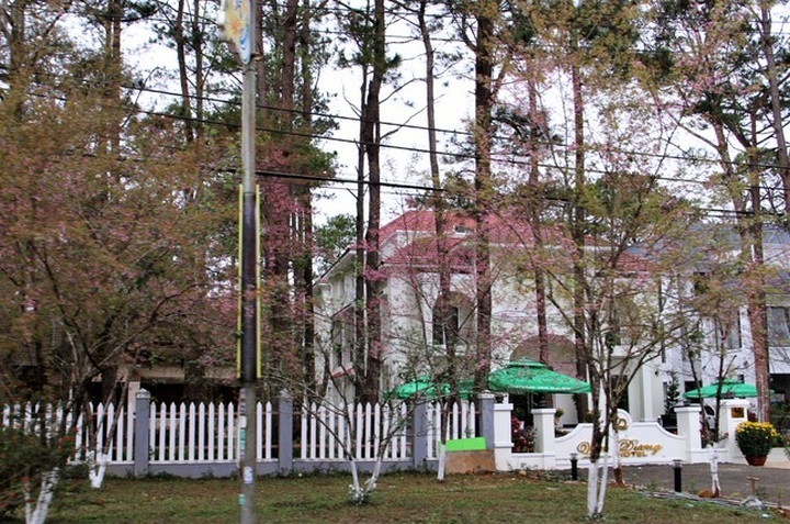 Cherry blossom season in Mang Den - 5