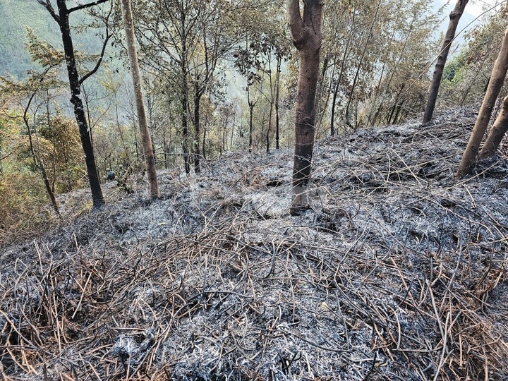 Hoang Lien National Park forest badly damaged by fire - 3 Hoang Lien National Park forest badly damaged by fire - 3