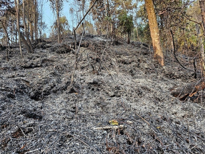 Hoang Lien National Park forest badly damaged by fire - 4 Hoang Lien National Park forest badly damaged by fire - 4