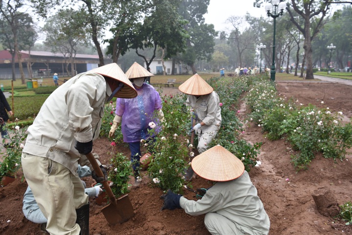 Over 10,000 rose trees to replace fence at Hanoi park - 2