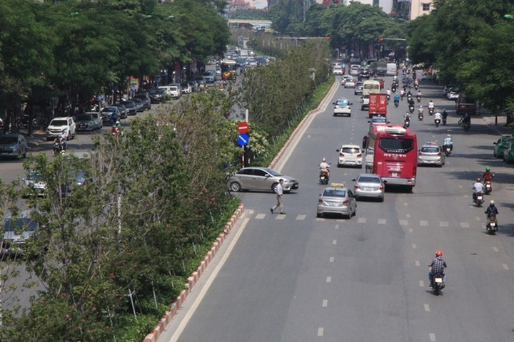 Red maple trees project proved a failure in Hanoi - 1
