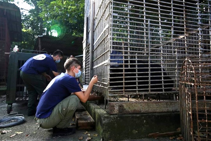 More bears in Vietnam rescued - 2 More bears in Vietnam rescued - 2