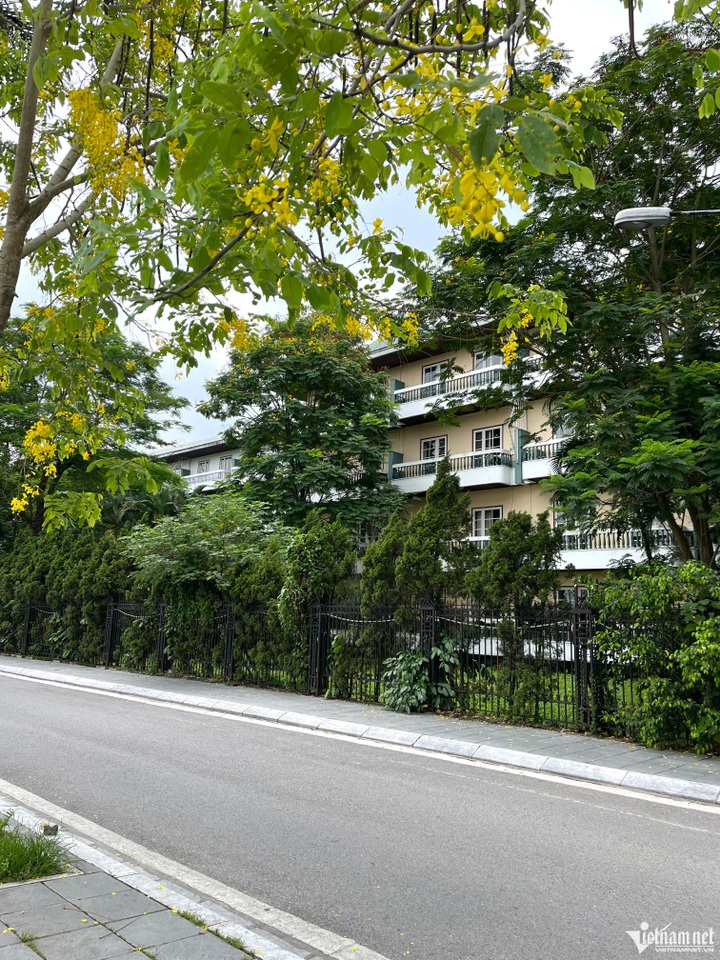 Golden flowers cover Hanoi streets - 1